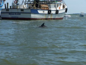 Dolphin playing in Shem Creek Dolphin playing in Shem Creek
